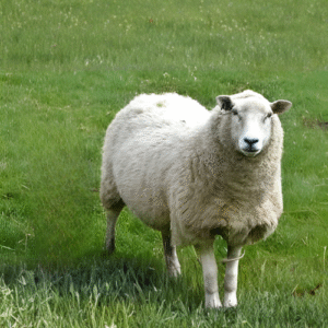 U lambs (Mutton) 45+ lbs