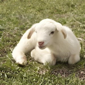 Lamb- Non stunned hand zabiha