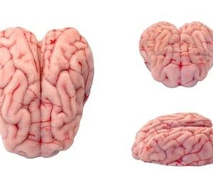 Goat brain (call to order)