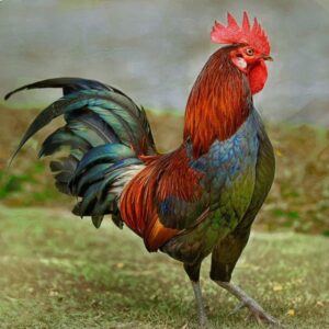 ROOSTER MED (ZABIHA HALAL)