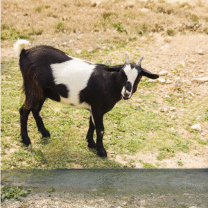 Goat- Non stunned hand zabiha