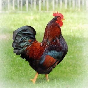 RED CHICKEN LARGE (ZABIHA HALAL)