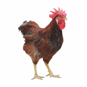 RED CHICKEN MED (ZABIHA HALAL)