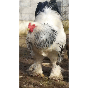 ROOSTER LARGE (ZABIHA HALAL)