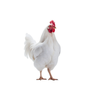 WHITE CHICKEN (ZABIHA HALAL 4-5 LBS) PER POUND