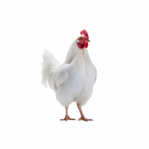 Chicken Non GMO Non stunned hand zabiha