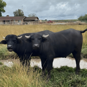 Premium quality Young yearling beef