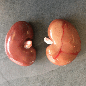 Goat Kidney (Pleas Call Us).