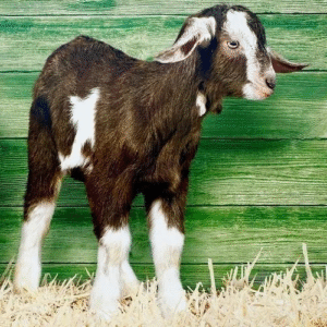 SMALL GOAT